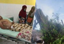 Pohon Besar Ratusan Tahun di Tanjungbalai Tumbang, 1 Orang Tewas