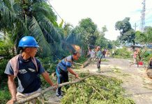 Hujan deras disertai angin kencang sebabkan pohon tumbang di Pematang Pasir