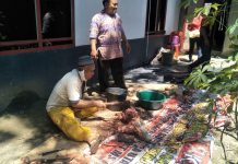 DPC PDI P Tanjungbalai sambut Idul Adha 1442 H Sembelih satu ekor lembu dan satu ekor kambing