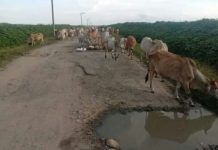 Bertahun Tahun Jalan Penghubung Padang Mahondang Asahan rusak butuh perbaikan