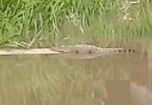 Kemunculan Buaya di Sungai Hebohkan Warga