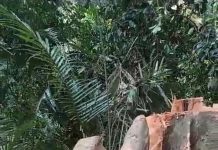 Pembalakan Liar Di Bukit Barisan Marak Warga Minta Polres Asahan Dan KapoldaSu Hentikan Ilegal Loging Yang Sengsarakan Rakyat