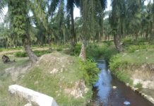 PTPN III Sei Dadap Bantah Tudingan Hanya Berani Tangkap Emak-Emak Ambil Berondolan Tak Berani Tindak PT Sintong Buang Limbah ke HGU