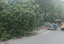 Warga Resah Pohon Tumbang Kena Kabel Listrik Nyaris putus