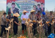 Dipimpin Presiden RI, Via Daring Wakil Wali Kota Tanjungbalai Ikuti Panen Raya Nasional