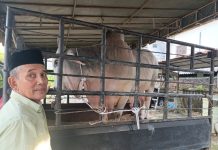 Tanjungbalai Terima Bantuan Sapi Qurban dari Presiden RI dan Gubernur Sumut
