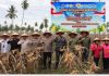 Dukung Program Asta Cita, Polres Tanjungbalai Sukses Gelar Panen Raya Jagung 6 Ton