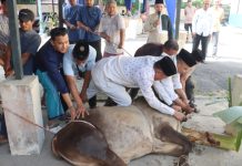 Penyerahan Pemotongan Hewan Qurban di Polres Tanjung Balai