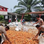 Dukung Asta Cita Presiden RI, Polsek Sei Tualang Raso Turun Langsung Bantu Petani Olah 7 Ton Jagung