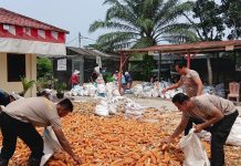 Dukung Asta Cita Presiden RI, Polsek Sei Tualang Raso Turun Langsung Bantu Petani Olah 7 Ton Jagung
